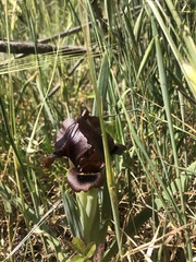 Iris atrofusca