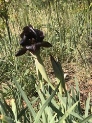 Iris atrofusca