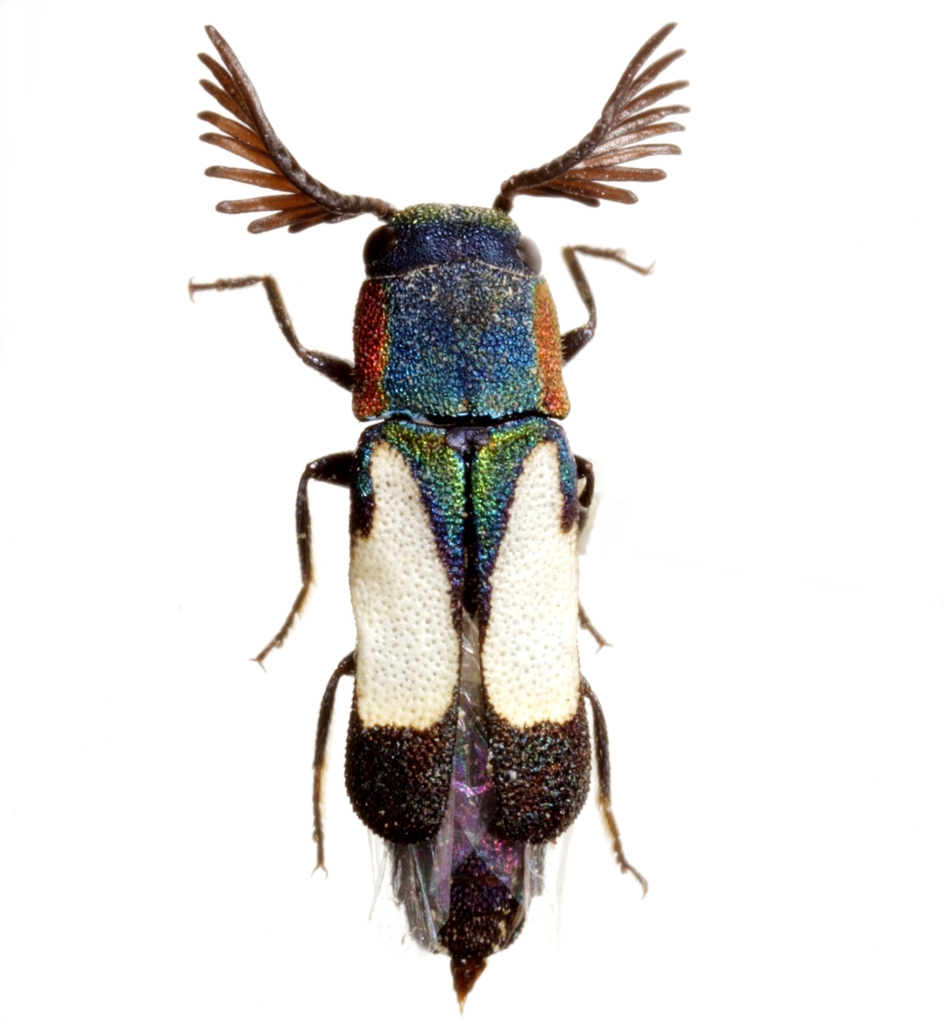 Xenorhipis osborni