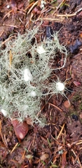 Usnea quasirigida