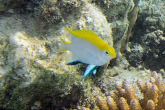 クロスズメダイ