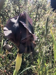 Iris atrofusca