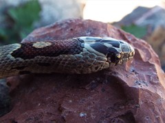 Lampropeltis mexicana