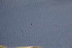Geranoaetus melanoleucus