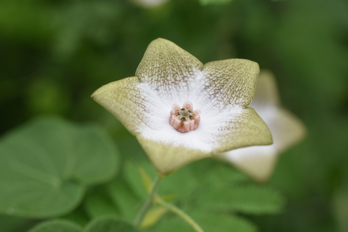 Polystemma guatemalense