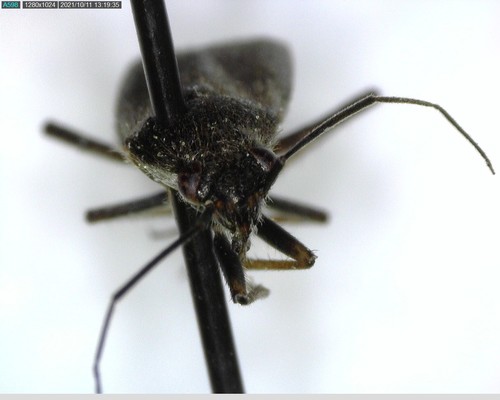 iNaturalist observation photo of Irbisia