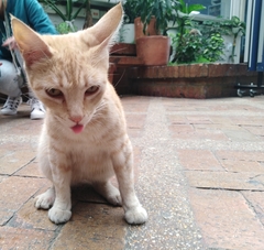 Felis catus