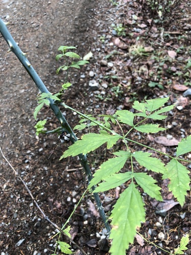 Whitebark Raspberry foliage