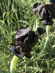 Iris atrofusca