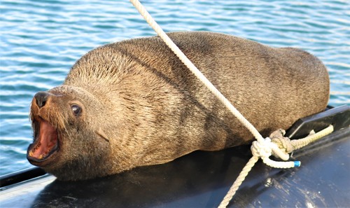 Brown Fur Seal, photo 5 of 9