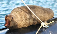 Brown Fur Seal photo 5