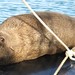 Brown Fur Seal - Photo (c) Nick Leggatt, some rights reserved (CC BY-NC), uploaded by Nick Leggatt