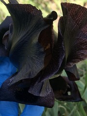 Iris atrofusca