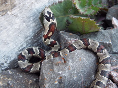 Lampropeltis mexicana