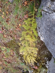 Asparagus schoberioides