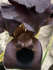 Iris atrofusca