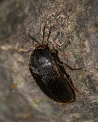 Synstrophus repandus