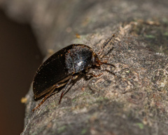 Synstrophus repandus