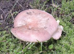 Russula nitida