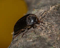 Synstrophus repandus