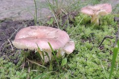 Russula nitida