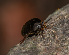 Synstrophus repandus