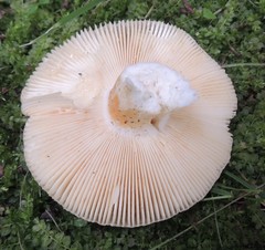 Russula nitida