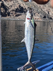 Scomberomorus sierra