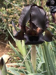 Iris atrofusca