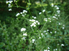 Galium semiamictum