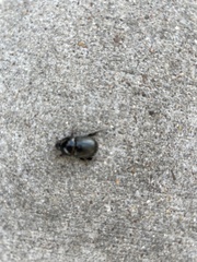 Euetheola
