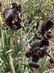 Iris atrofusca
