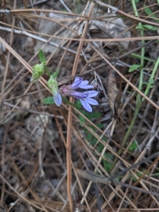 Lobelia brevifolia