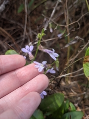 Lobelia brevifolia