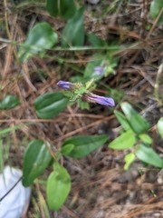 Lobelia brevifolia