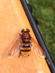 Volucella zonaria