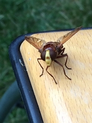 Volucella zonaria