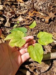 Dioscorea quaternata