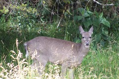 Odocoileus virginianus goudotii