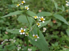 Galinsoga quadriradiata