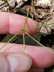 Dioscorea quaternata