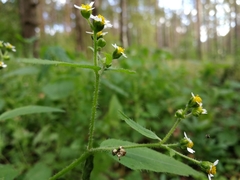 Galinsoga quadriradiata