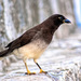 Brown Jay - Photo (c) rpphotos, some rights reserved (CC BY-NC)