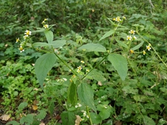 Galinsoga quadriradiata