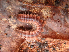 Pseudopolydesmus canadensis