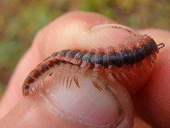 Pseudopolydesmus canadensis