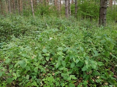 Galinsoga quadriradiata