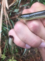 Ophisaurus ventralis