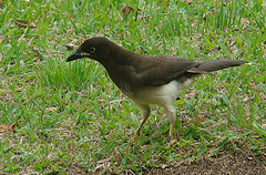Brown Jay photo 3