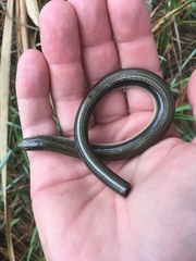 Ophisaurus ventralis